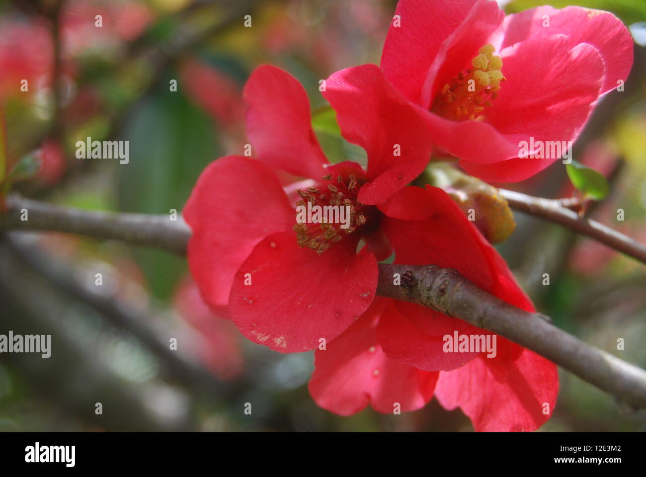 4k Fiori Di Colore Rosa Foto Stock Alamy