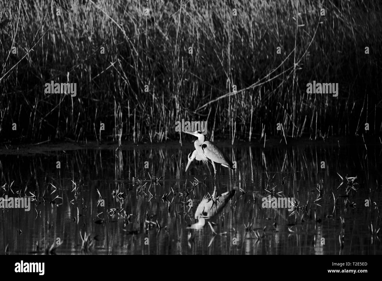 Heron - rappresentazione cronofotografica di un soggetto in movimento Foto Stock