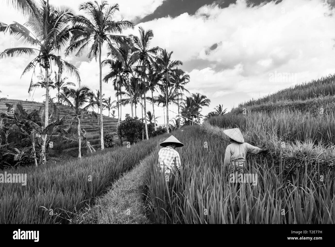 Femmina gli agricoltori che lavorano in bella Jatiluwih riso terrazza piantagioni di Bali, Indonesia, sud-est asiatico. Immagine in bianco e nero. Foto Stock