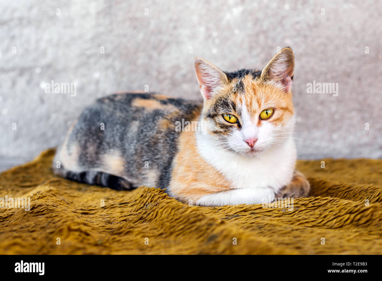 La colorata cat giace su una coperta arancione all'esterno. Foto Stock