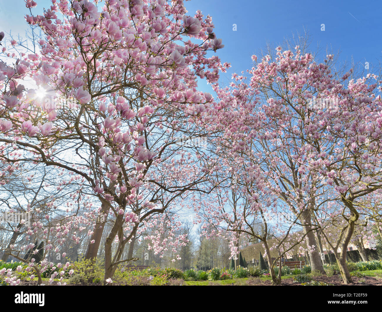 Splendida fioritura magnolia in un parco a sprintime Foto Stock