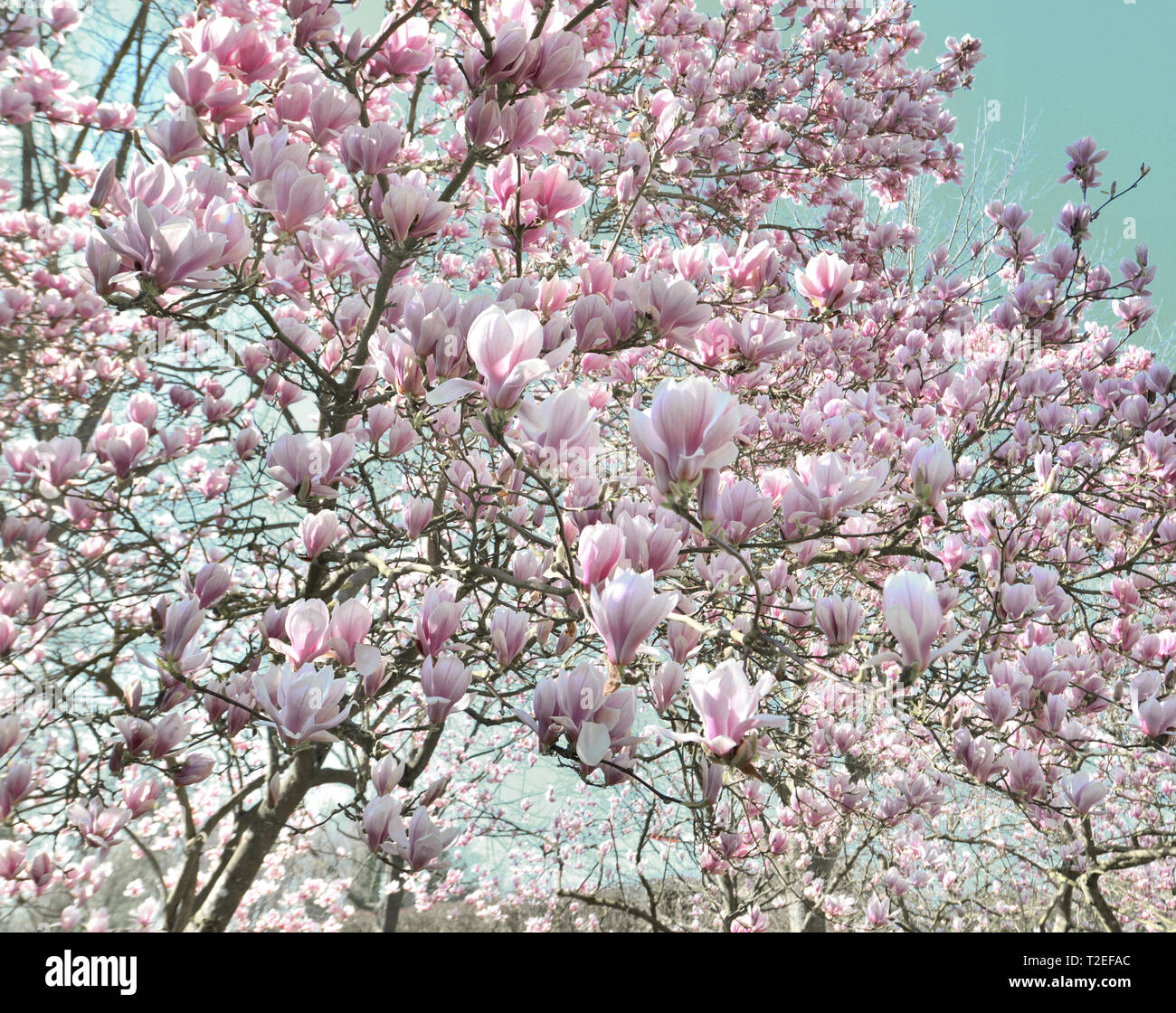 Splendida fioritura magnolia a sprintime Foto Stock