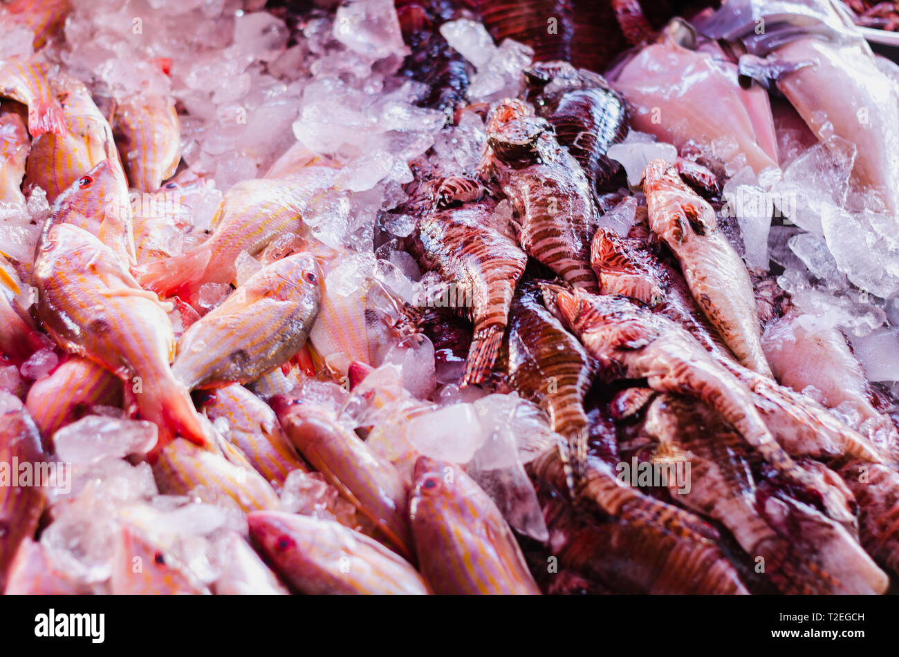 Immagine del pesce leone nel mercato per la vendita di mangiare è un pesci velenosi Foto Stock
