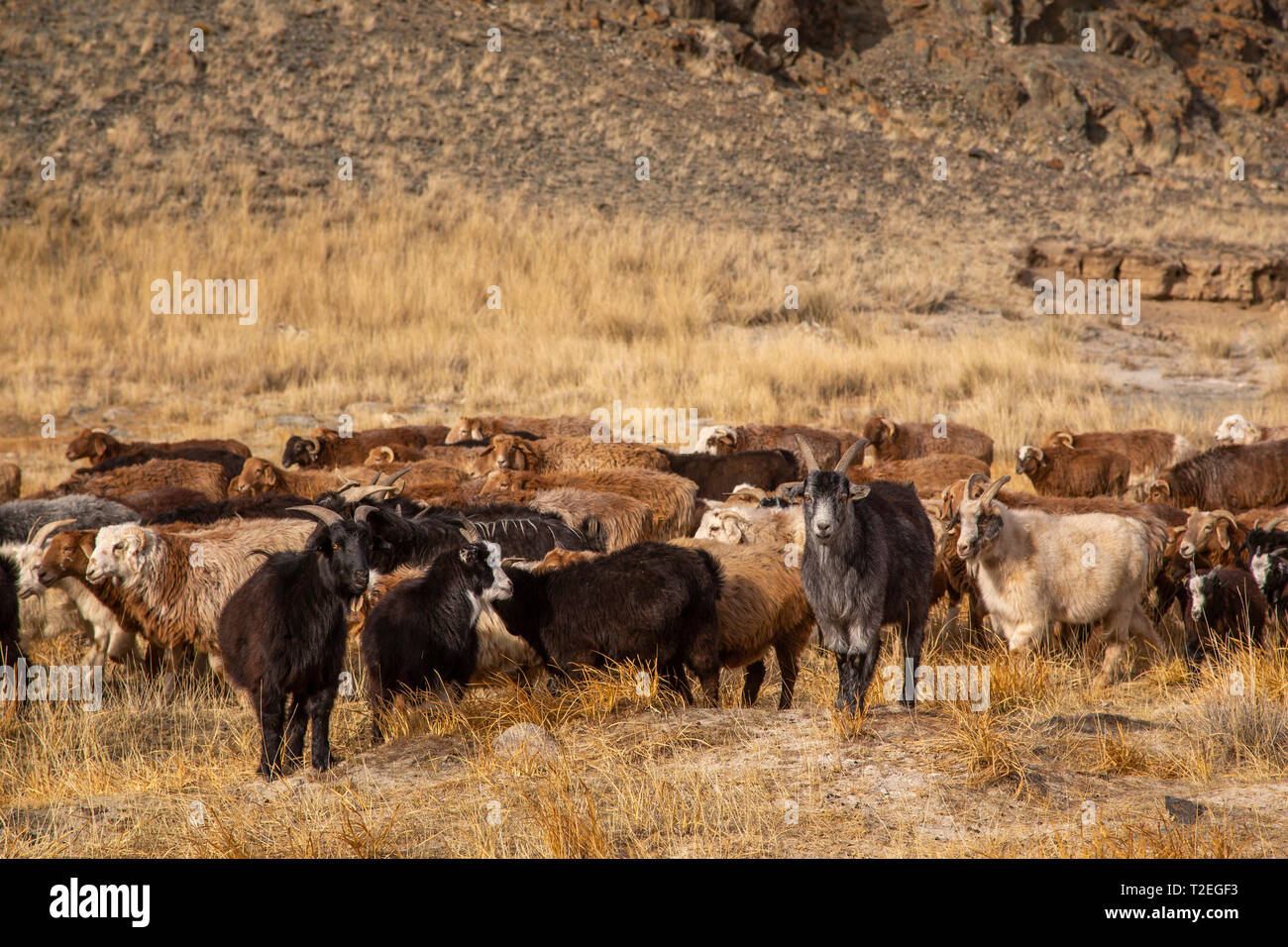 Carni di montone in un paesaggio della Mongolia occidentale Foto Stock