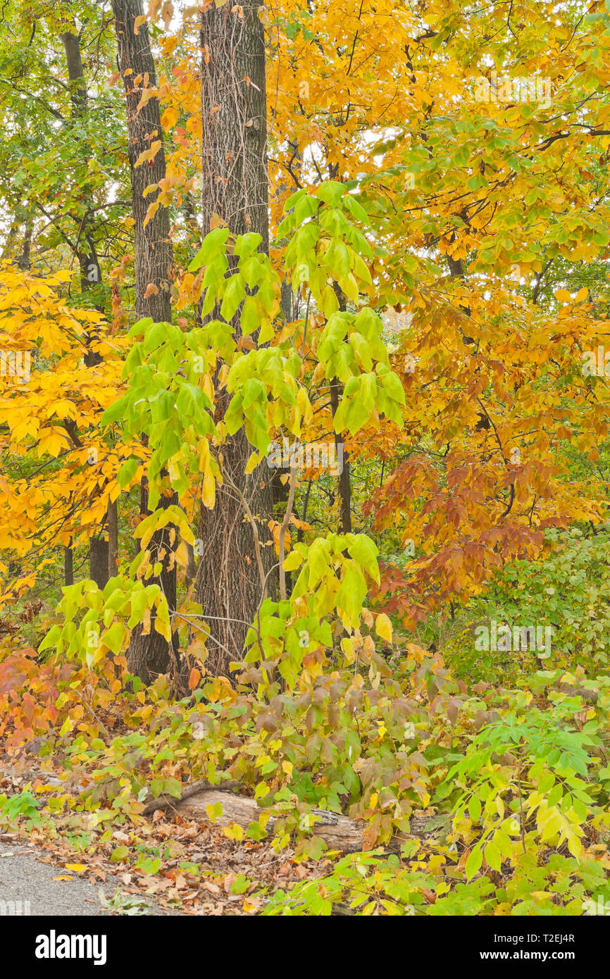 Poison Ivy nel sottobosco ci tiene fuori, ma si può ancora godere della vista. Il fogliame di autunno a San Louis Forest Park in ottobre. Foto Stock