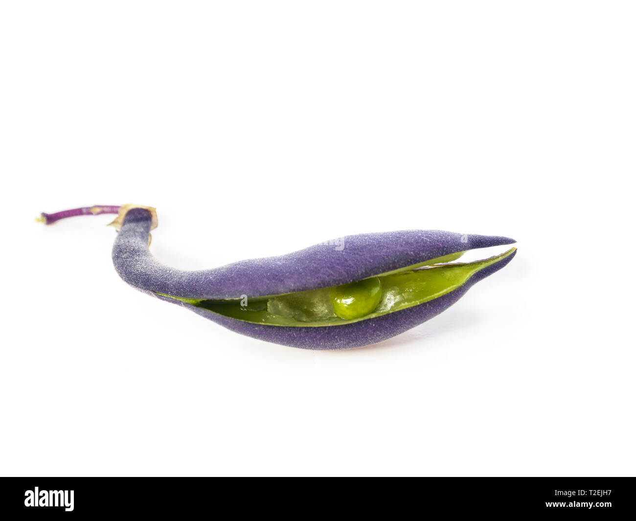 Viola fresca Baccello di fagiolo shot su bianco Foto Stock