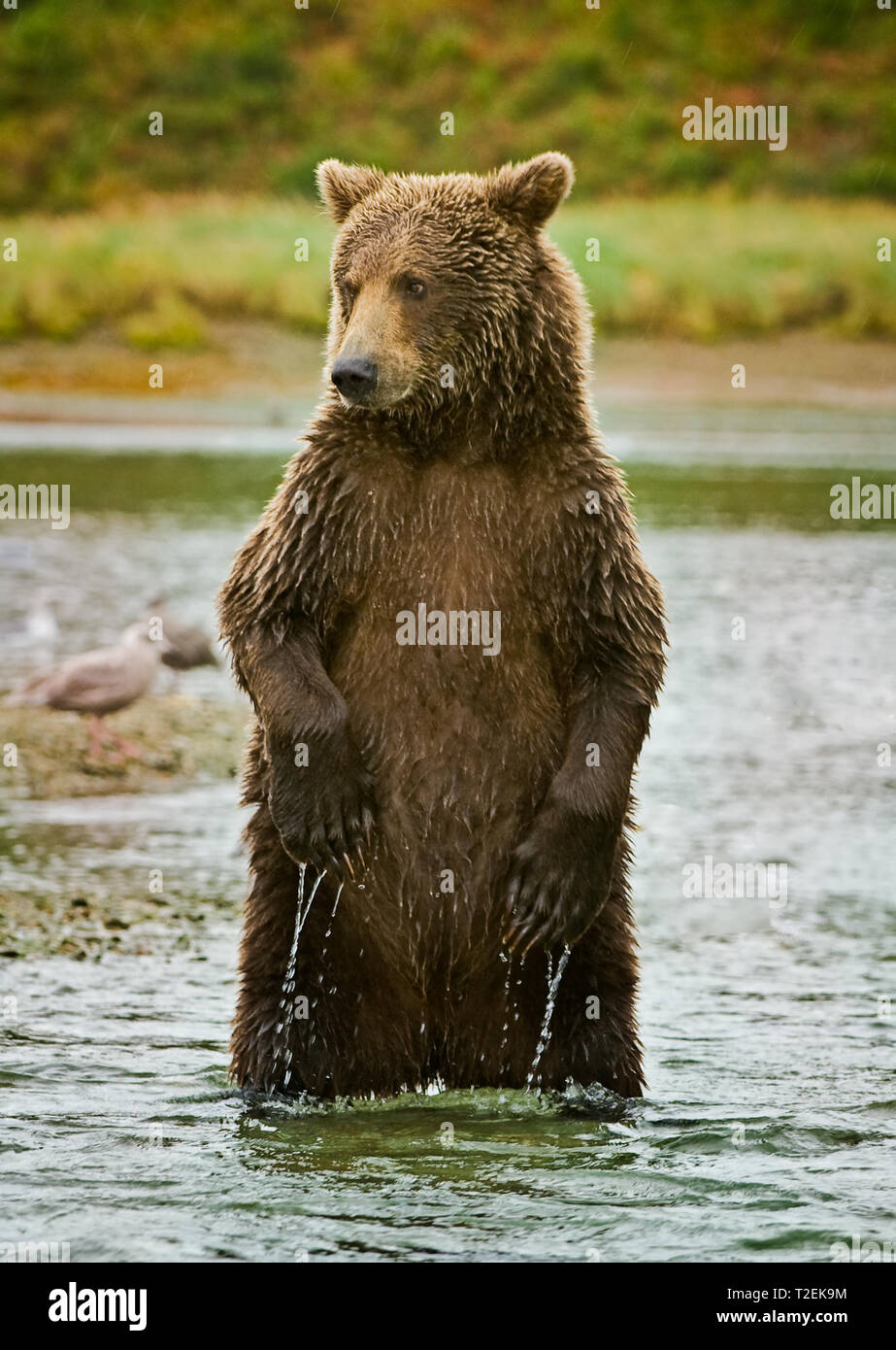 Coastal orso bruno in piedi di altezza in acque costiere della baia di Kinak, Katmai National Park, Alaska, Stati Uniti d'America, America del Nord Foto Stock