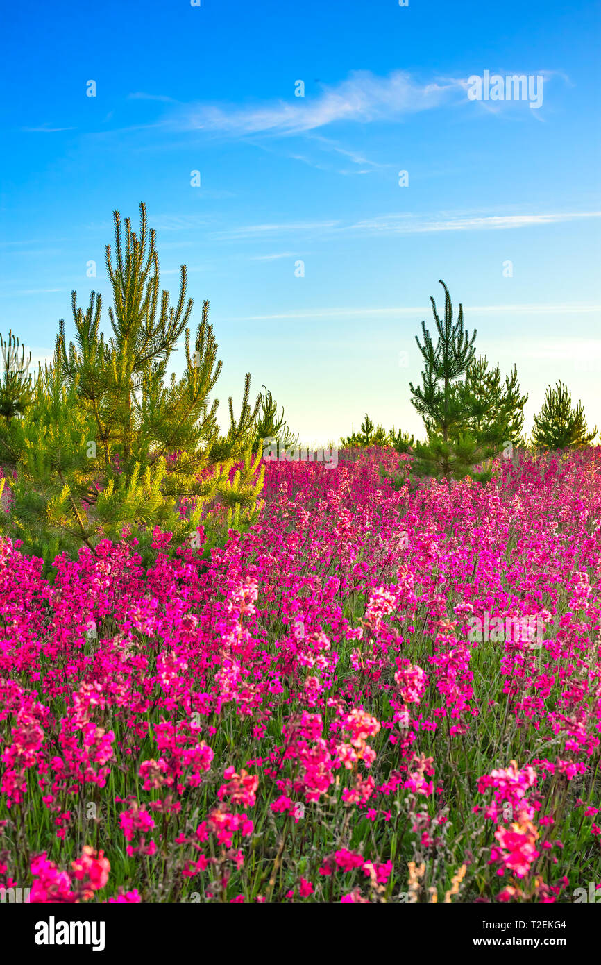 Bellissimo paesaggio di primavera con la fioritura dei fiori in prato.  paesaggi con Rosso in fiore fiori selvaggi e foresta Foto stock - Alamy