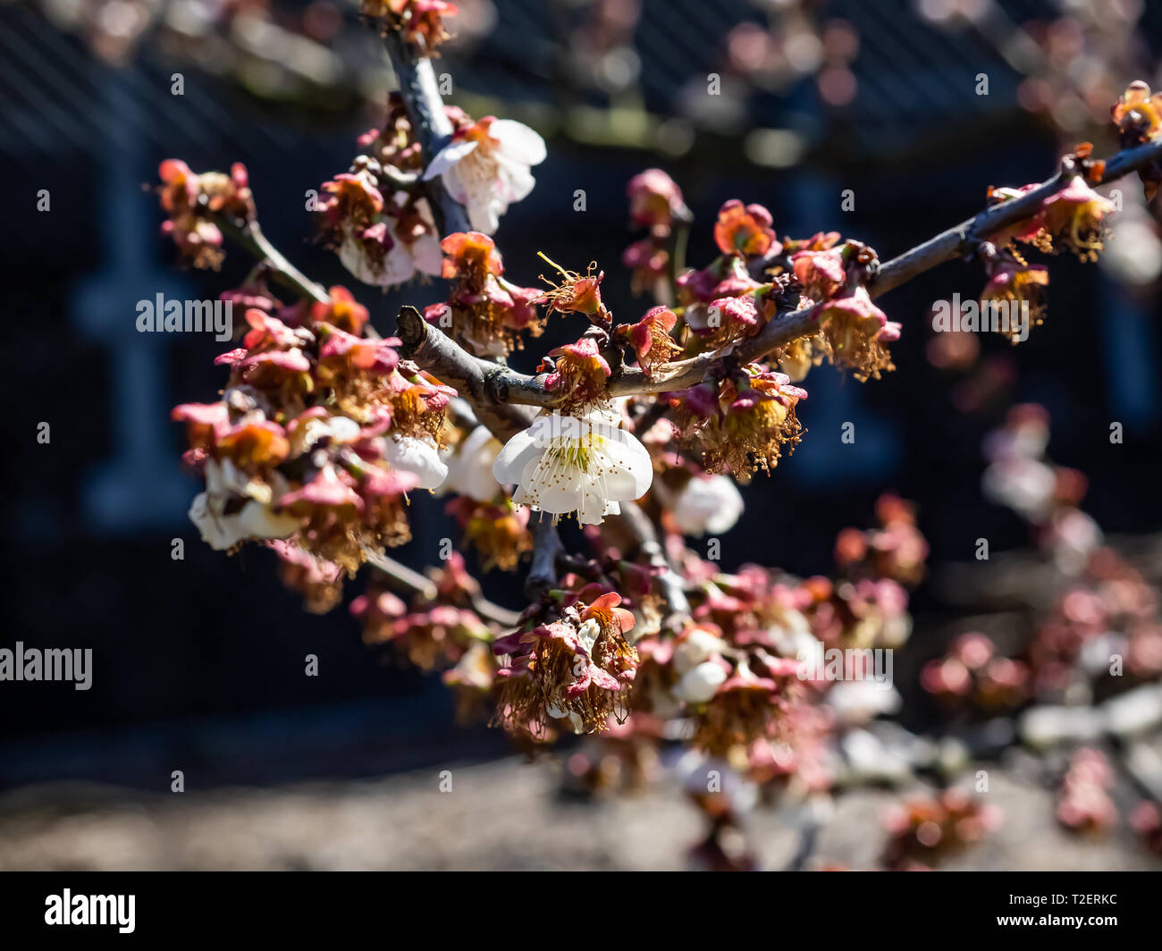 Ultimi ume blossoms, Giapponese o fiori di susina, sono aperti tra il vuoto, caduto rimane dei loro vicini. Foto Stock