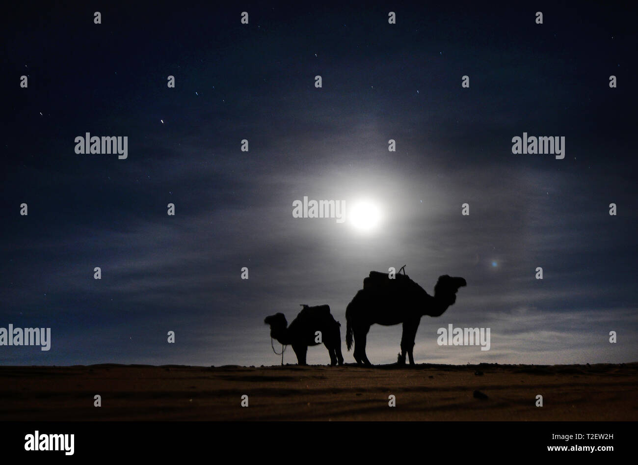 Cammelli in piedi sotto la luna. Foto Stock