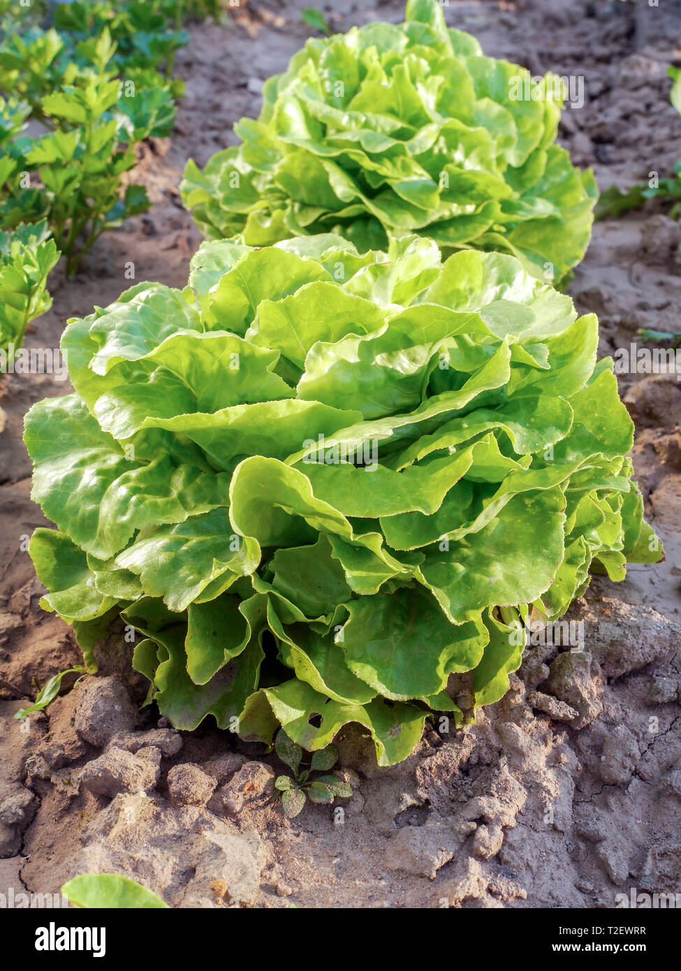 Verde lattuga organico cresce su giardino interno patch Foto Stock