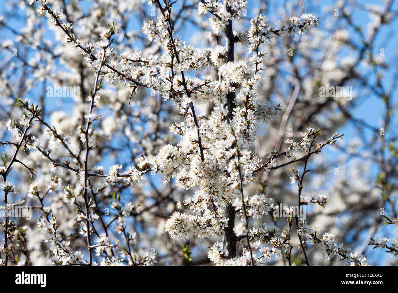 Prugnolo (Prunus spinosa) Foto Stock