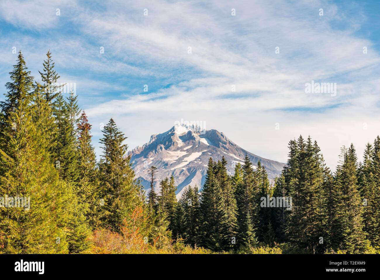Sommità del vulcano Monte Cofano dietro una foresta, Oregon, Stati Uniti d'America Foto Stock