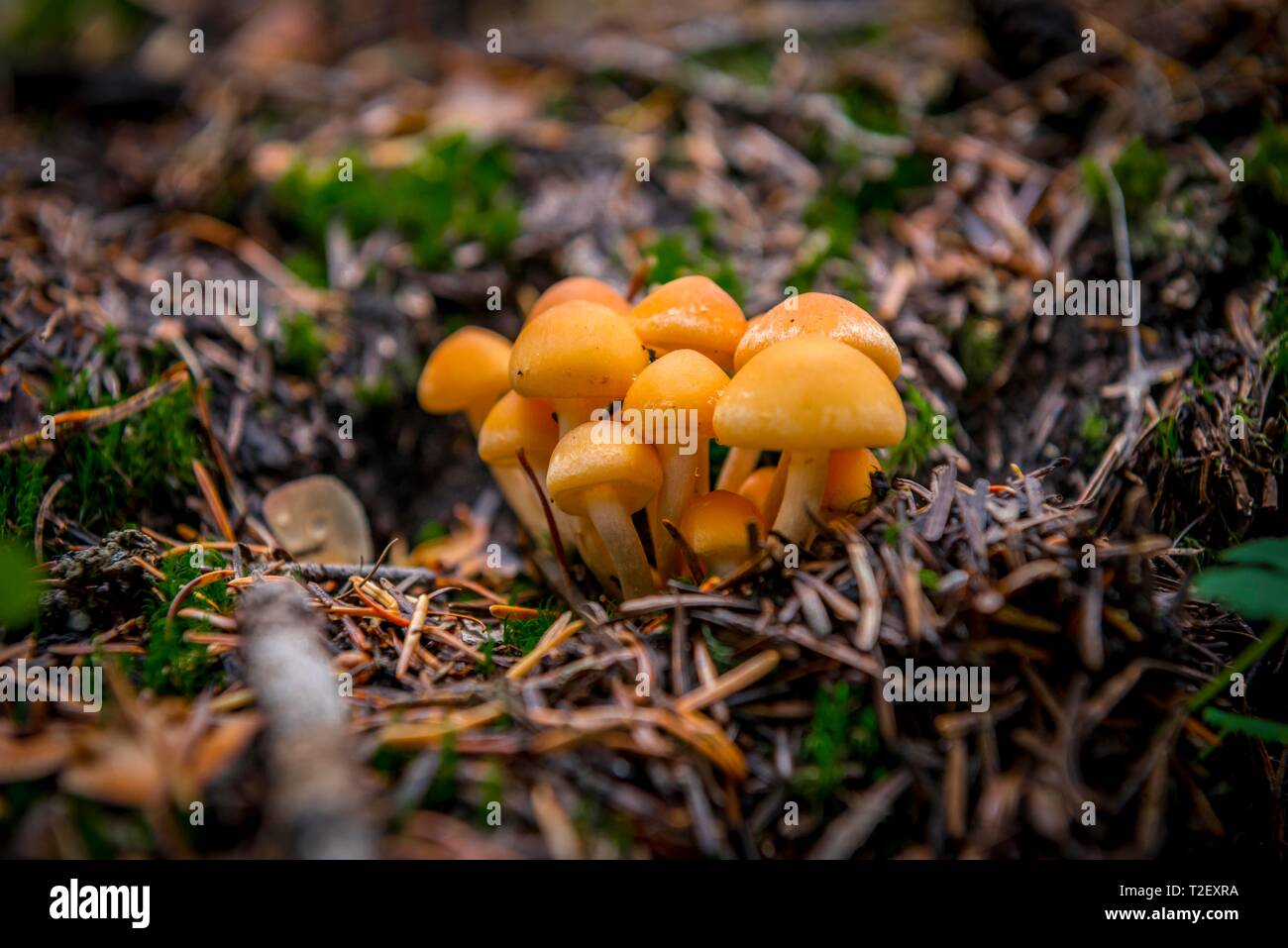 Ciuffi di conifere (Hypholoma capnoides) al suolo della foresta, il Parco Nazionale del Monte Rainier, Washington, Stati Uniti d'America Foto Stock