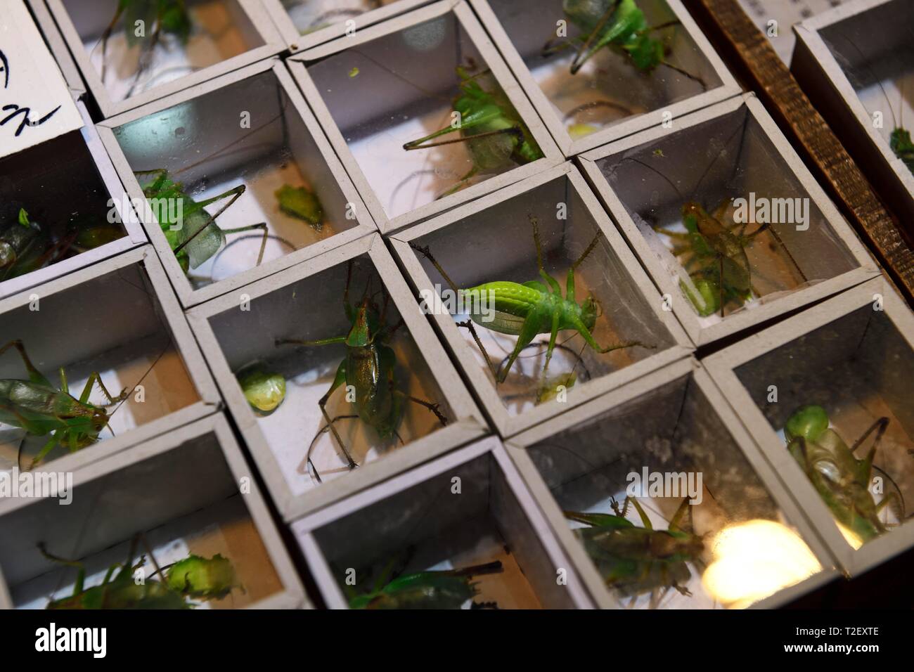 Grilli (Gryllidae sp.) in piccole cassette, sul mercato degli animali in Sud Xizang Road, Quartiere Laoximen, Shanghai, Cina Foto Stock