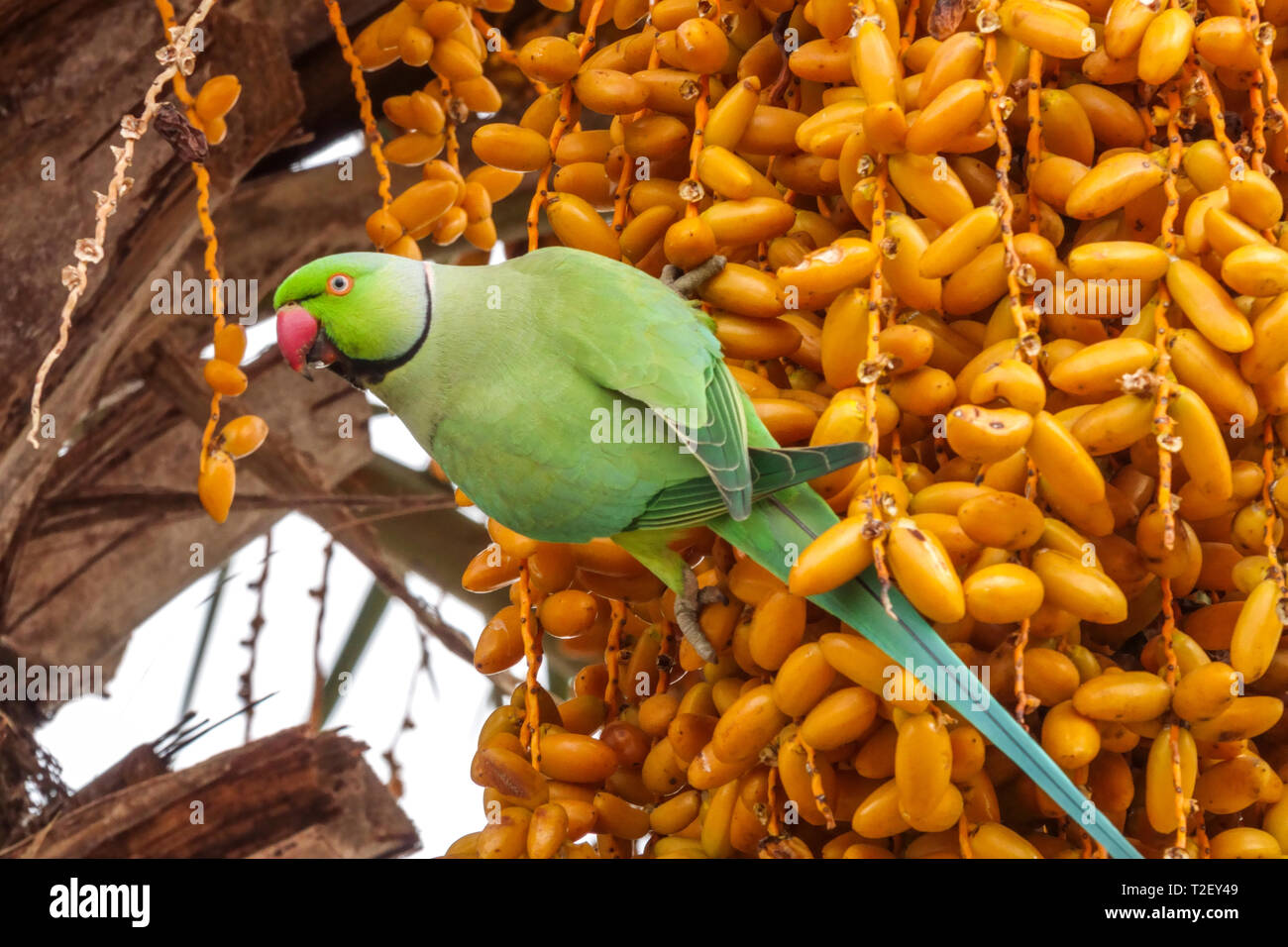 Psittacula krameri parakeet rosato nutrire i datteri di maturazione frutta su una palma di data Valencia Spagna Europa uccelli città uccelli uccelli Foto Stock