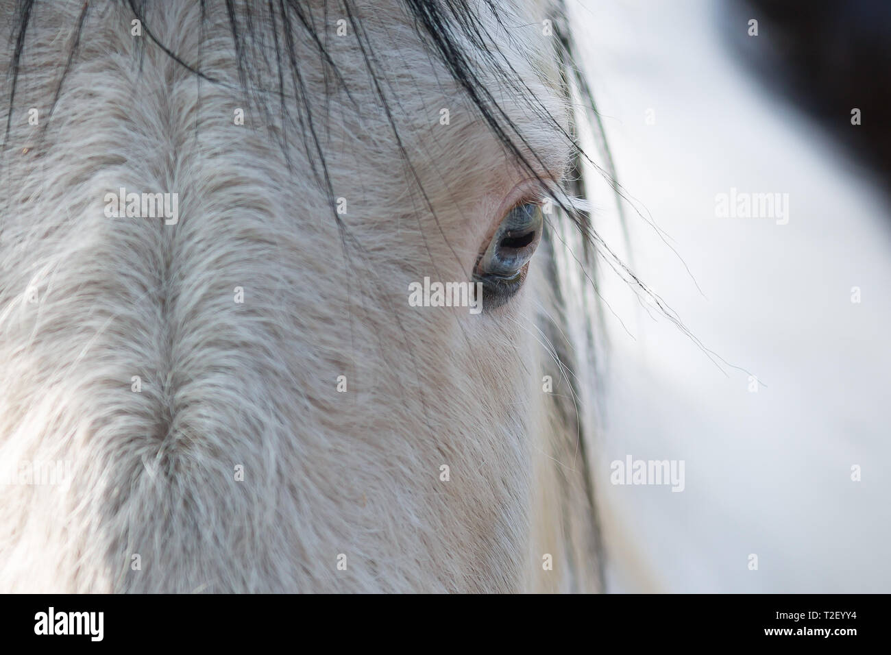 Dettagliate fino in prossimità di un cavallo bianco del volto assunto dalla parte anteriore con il focus sulla sinistra gli occhi blu di cavallo. Efficace lo spazio negativo fornisce utili spazio copia. Foto Stock