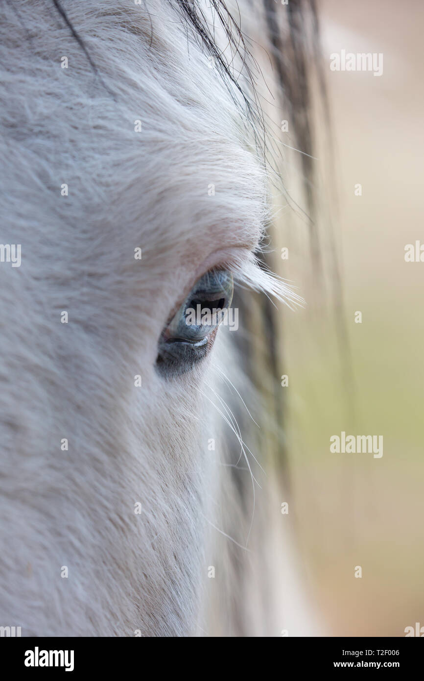 Dettagliato, ritratto, arty close up di un cavallo bianco dell'occhio sinistro preso dalla parte anteriore del cavallo la museruola. Occhio di cavallo in dettaglio illustrante ciglia. Foto Stock
