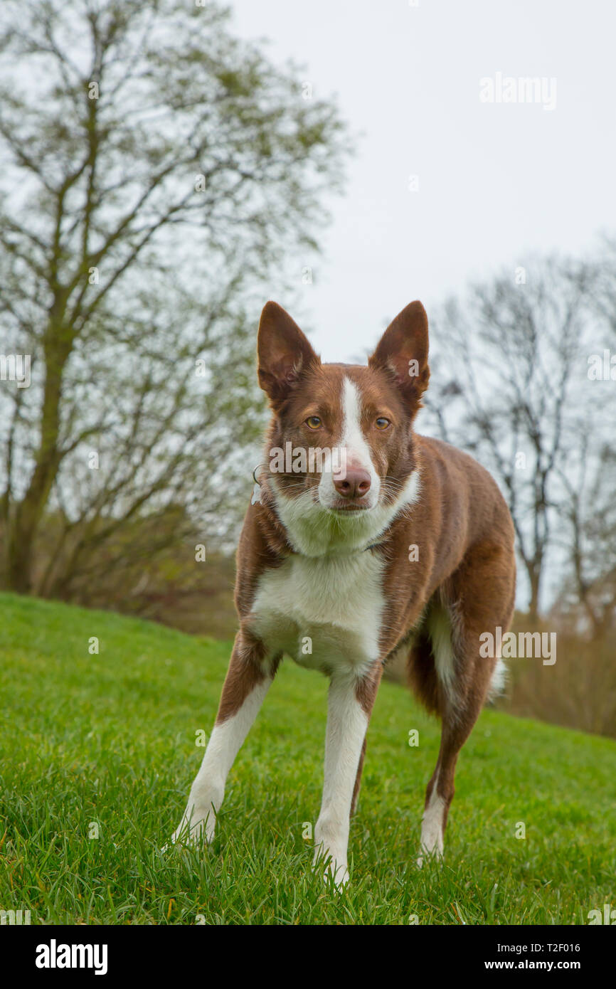 Vista frontale ravvicinata e angolata di un confine rosso australiano dai capelli corti che si trova fuori per la sua passeggiata in un parco nazionale del Regno Unito. Foto Stock