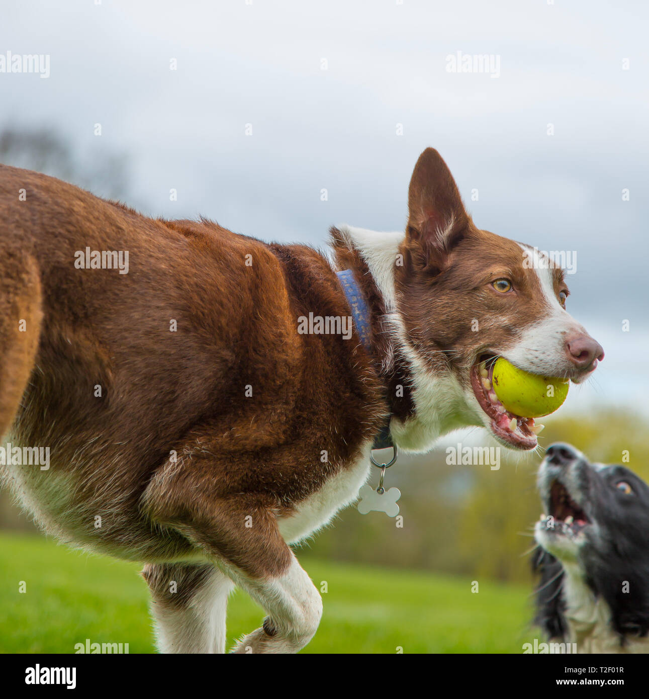 Vista ravvicinata della collie australiana dei bordi rossi dai capelli corti con una palla gialla in bocca, che gioca in un parco nazionale britannico. Foto Stock