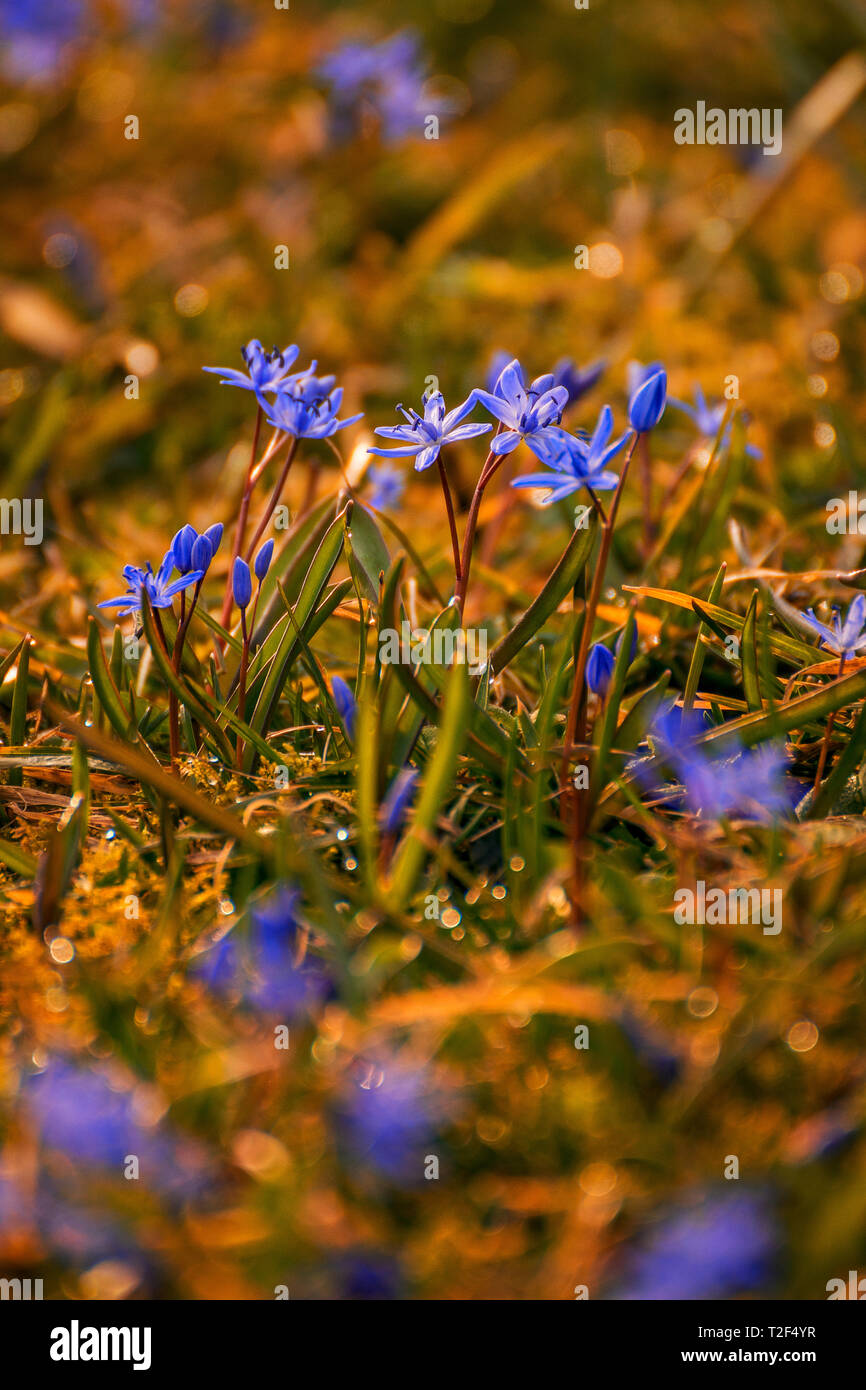 Bella la molla violette con bookeh shot ad ampia apertura nell'erba in un giardino Foto Stock