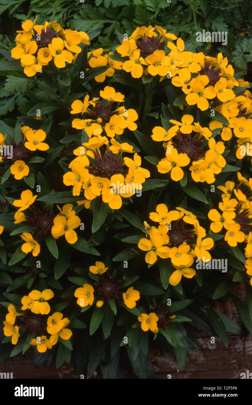 ERYSIMUM HELVETICUM A FIORE GIALLO (SYN. ERYSIMUM RHAETICUM, PUMILUM) NOTO ANCHE COME WALLFLOWERS ALPINO O WALLFLOWERS TUFTED. SYDNEY, AUSTRALIA. Foto Stock