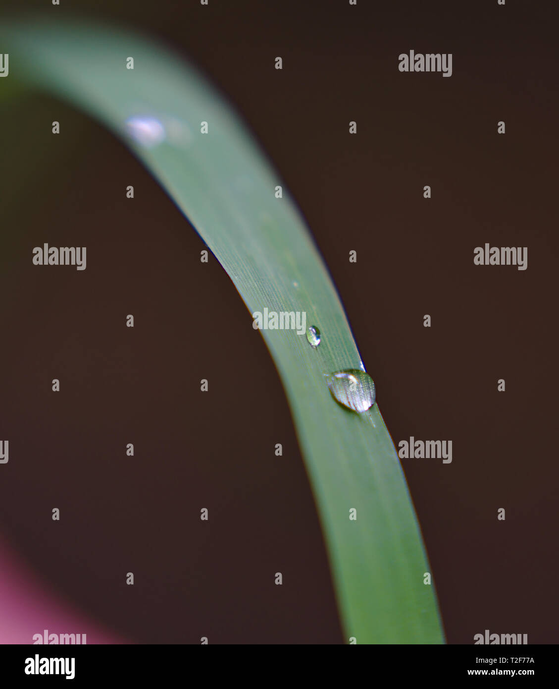 Vista macro della goccia di acqua su erba verde Foto Stock