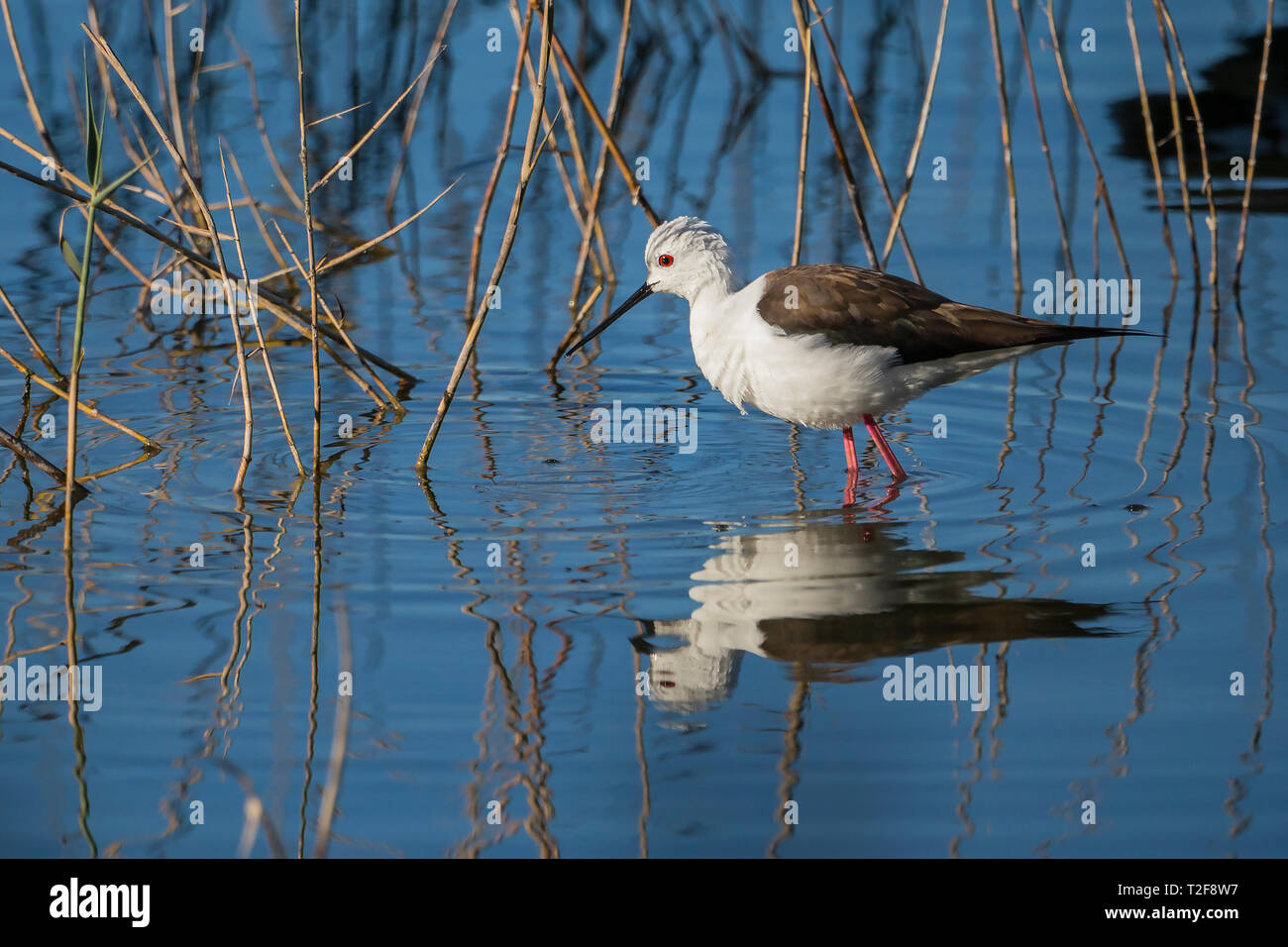 Black-winged stilt (Himantopus himantopus) con la riflessione in 'Raco de l'olla", Albufera di Valencia parco naturale, Valencia, Spagna. Foto Stock