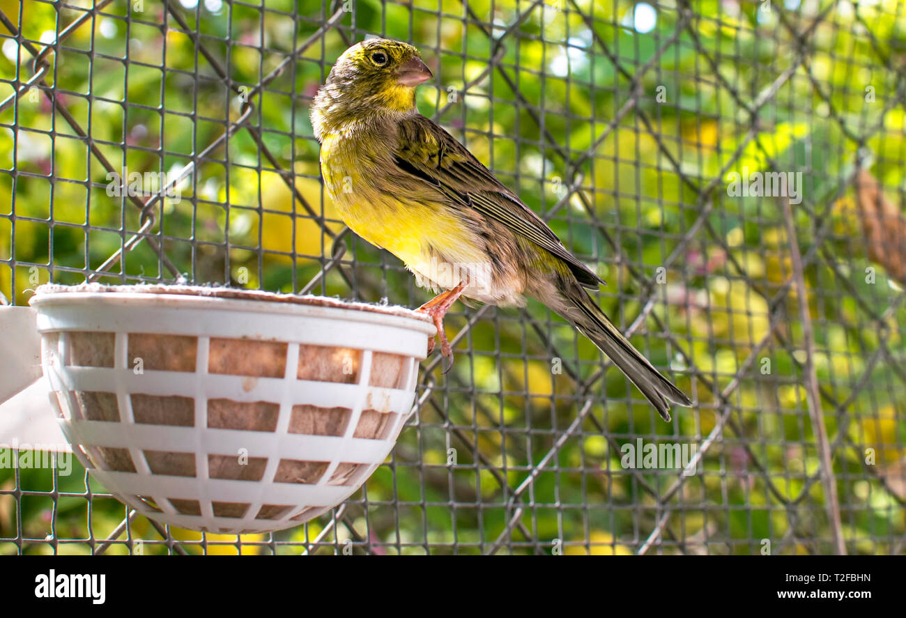 Il Atlantic Bird canarie (Serinus canaria), canarini isola Canarie, uccelli pet appollaiato su un bastone di legno contro gli alberi di limone all'interno di una gabbia in Spagna, Foto Stock