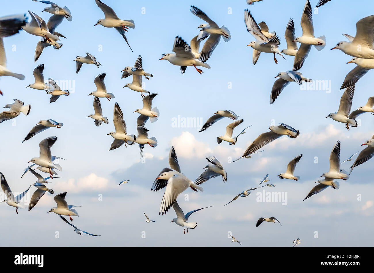 Flock of Seagulls volando attraverso il cielo. Stop motion. Immagine concettuale che mostra la libertà di fare quello che ti piace. Foto Stock