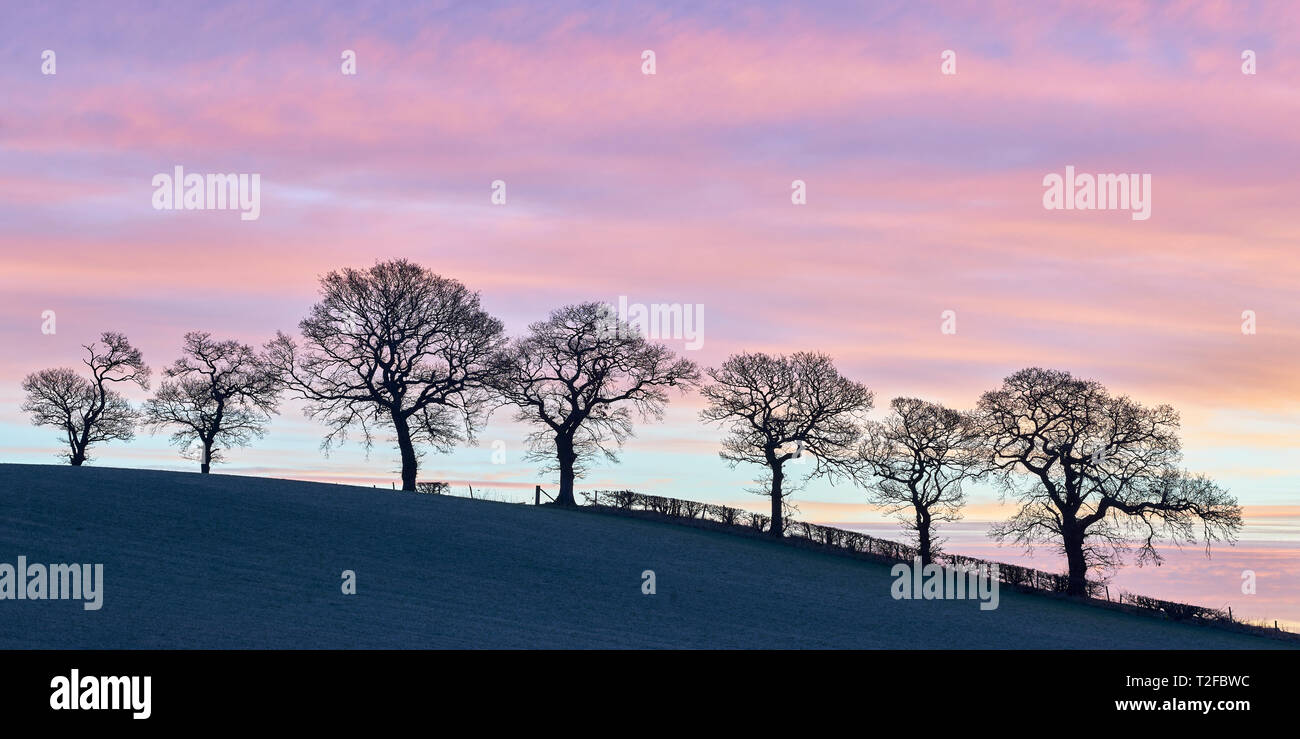 La linea degli alberi su una collina e gli inverni di sunrise, Alloa, Clackmannanshire, Scozia. Panoramica. Foto Stock