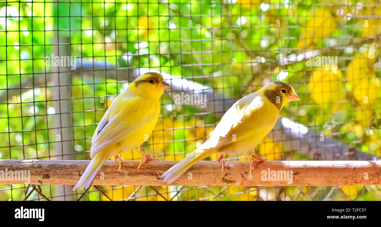 Il Atlantic Bird canarie (Serinus canaria), canarini isola Canarie, uccelli pet appollaiato su un bastone di legno contro gli alberi di limone all'interno di una gabbia in Spagna, 2019. Foto Stock