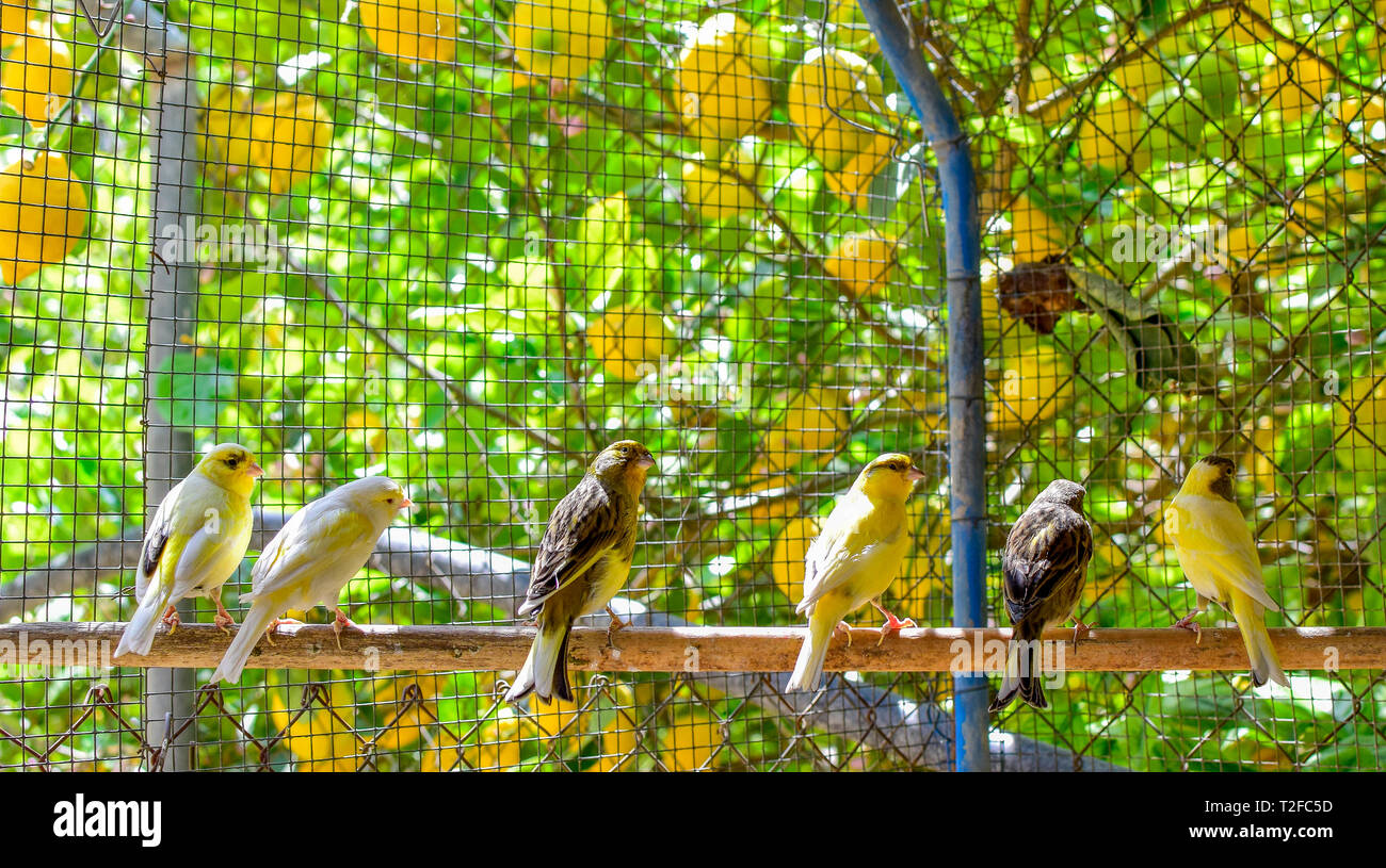 Il Atlantic Bird canarie (Serinus canaria), canarini isola Canarie, uccelli pet appollaiato su un bastone di legno contro gli alberi di limone all'interno di una gabbia in Spagna, 2019. Foto Stock