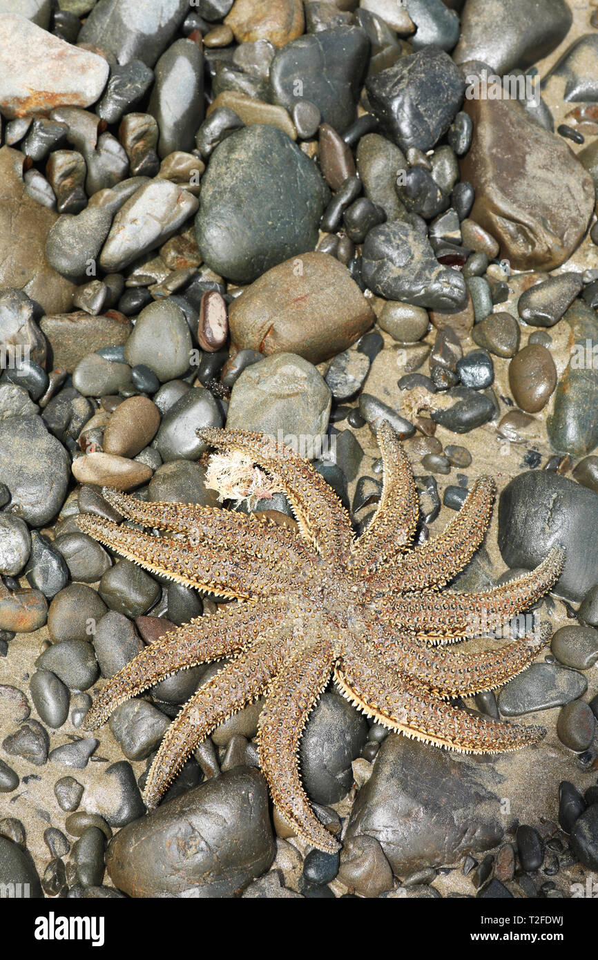 Stella di mare sulla spiaggia Foto Stock
