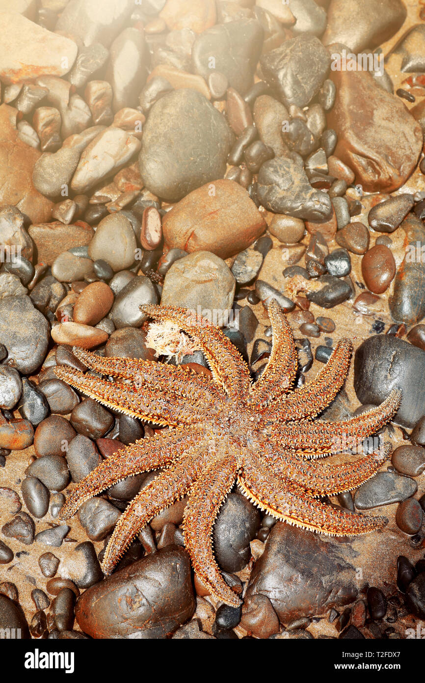 Stella di mare sulla spiaggia Foto Stock