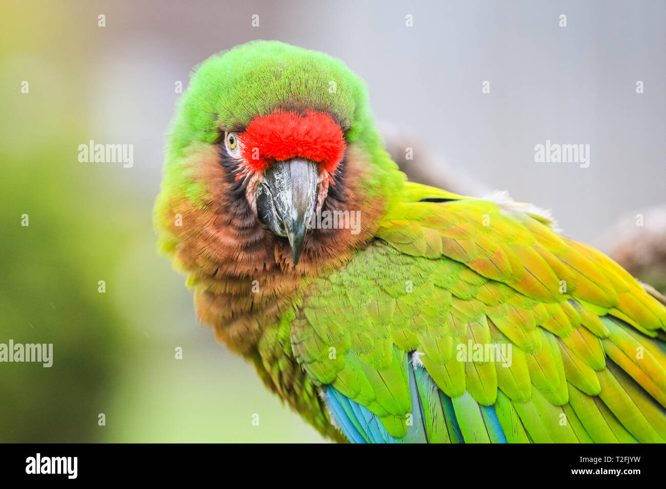 Lo Zoo Whipsnade, Bedfordshire, Regno Unito. 2 apr, 2019. Bolivia il militare macaw. Macaws reale Inca e Bolivia a ZSL Whipsnade Zoo venire faccia a faccia con i loro mattoni LEGO gemelli. Il detentore: Jamie. Una vita-dimensioni scultura di due pappagalli colorati su un pesce persico, affronta la prova definitiva quando è esaminato con molta attenzione dalla Zoo della propria vita reale macaw, maschio scarlet macaw, Inca, e femmina macaw Militare, Bolivia. I due uccelli LEGO fanno parte del nuovo 'Grande mattone Safari' per i visitatori, in esecuzione durante le vacanze di Pasqua. Credito: Imageplotter/Alamy Live News Foto Stock