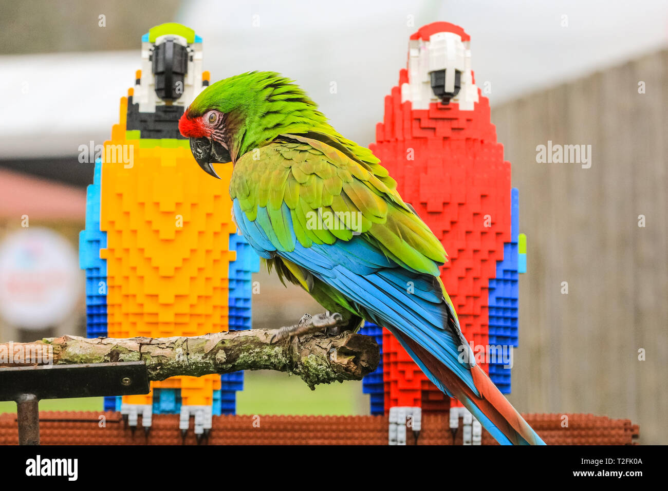 Lo Zoo Whipsnade, Bedfordshire, Regno Unito. 2 apr, 2019. Bolivia il militare macaw ispeziona il suo lego friends. Macaws reale Inca e Bolivia a ZSL Whipsnade Zoo venire faccia a faccia con i loro mattoni LEGO gemelli. Il detentore: Jamie. Una vita-dimensioni scultura di due pappagalli colorati su un pesce persico, affronta la prova definitiva quando è esaminato con molta attenzione dalla Zoo della propria vita reale macaw, maschio scarlet macaw, Inca, e femmina macaw Militare, Bolivia. I due uccelli LEGO fanno parte del nuovo 'Grande mattone Safari' per i visitatori, in esecuzione durante le vacanze di Pasqua. Credito: Imageplotter/Alamy Live News Foto Stock