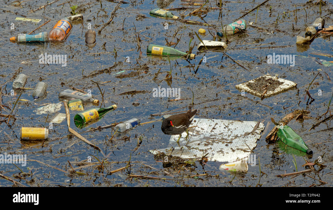 Glasgow, Scotland, Regno Unito. 2 apr, 2019. Inquinamento di plastica sul canale di Forth e Clyde vede una gallina di Moro su una zattera di polistirolo tra le bottiglie Buckfast. Credito: gerard ferry/Alamy Live News Foto Stock