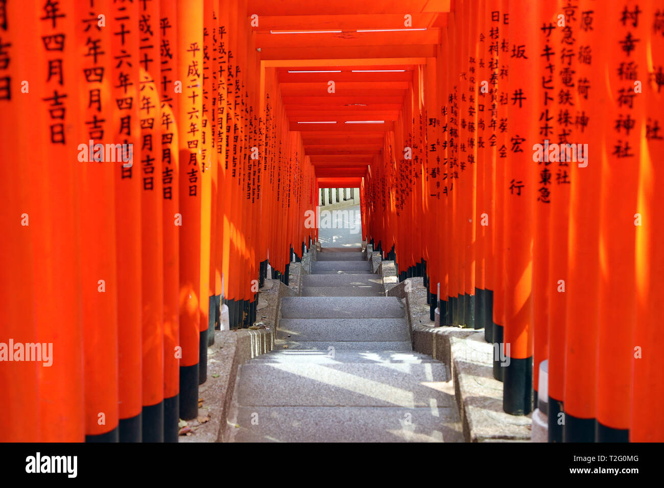 Tunnel di red Torii gates all'Hie Santuario a Asakasa, Tokyo, Giappone Foto Stock