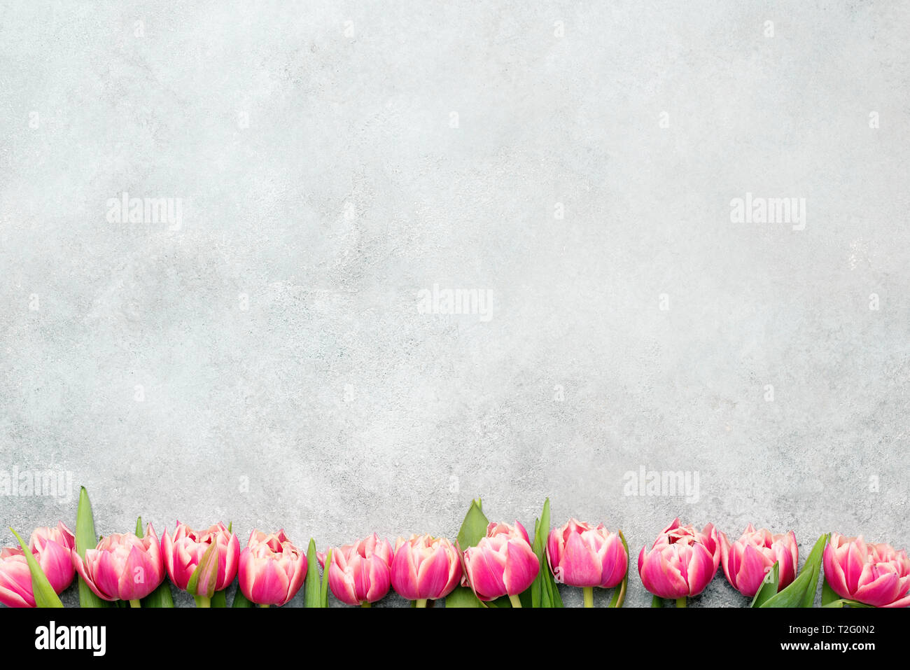 Rosa peonia tulipani sul cemento grigio Sfondo. Sfondo floreale con copia spazio per il testo. Modello di progetto di auguri o di invito Foto Stock