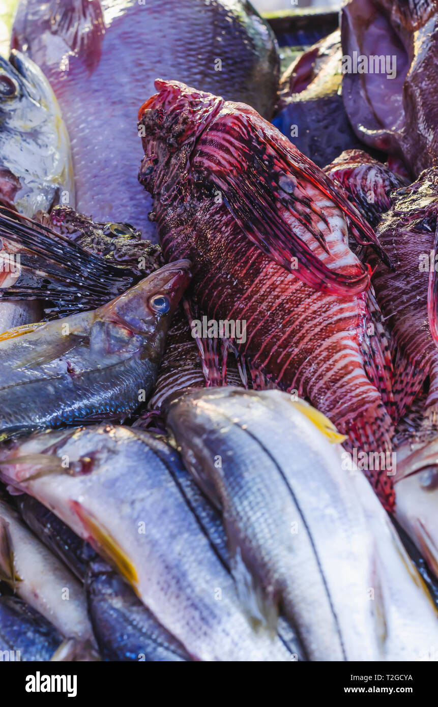 Immagine del pesce leone nel mercato per la vendita di mangiare è un pesci velenosi Foto Stock
