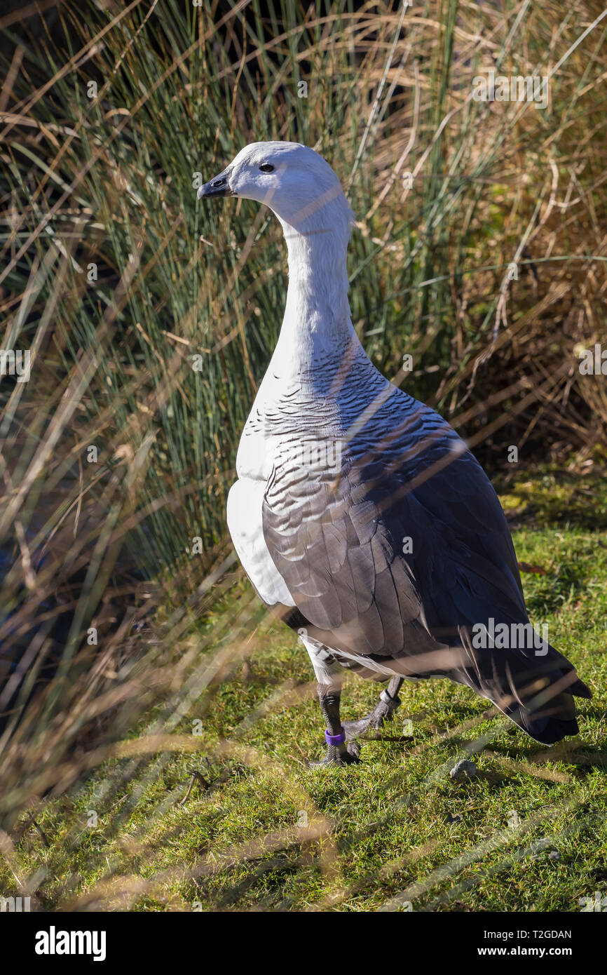 Maggiore Magellan Goose a Slimbridge Foto Stock