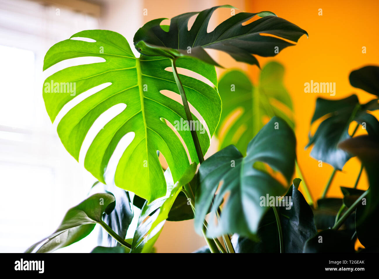 Monstera caseificio fotografare all'interno Foto Stock