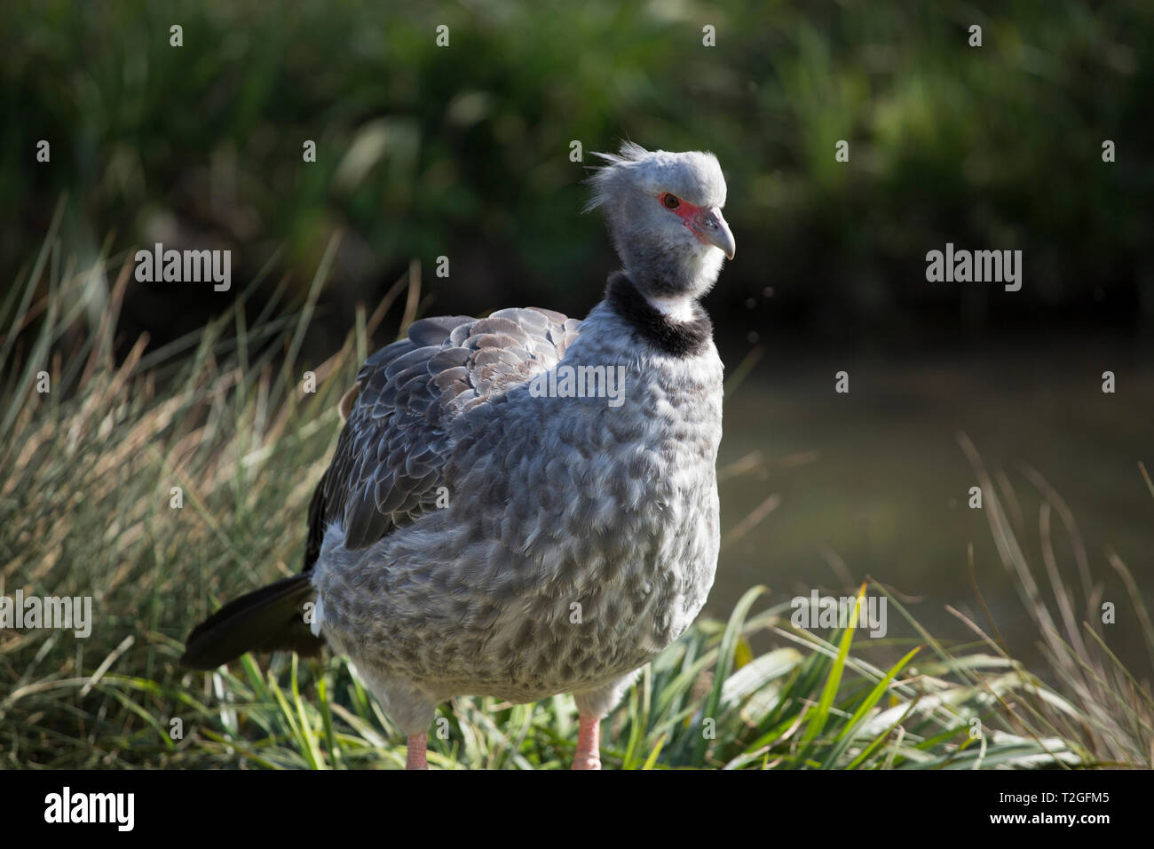 Crested Screamer a Slimbridge zone umide Foto Stock