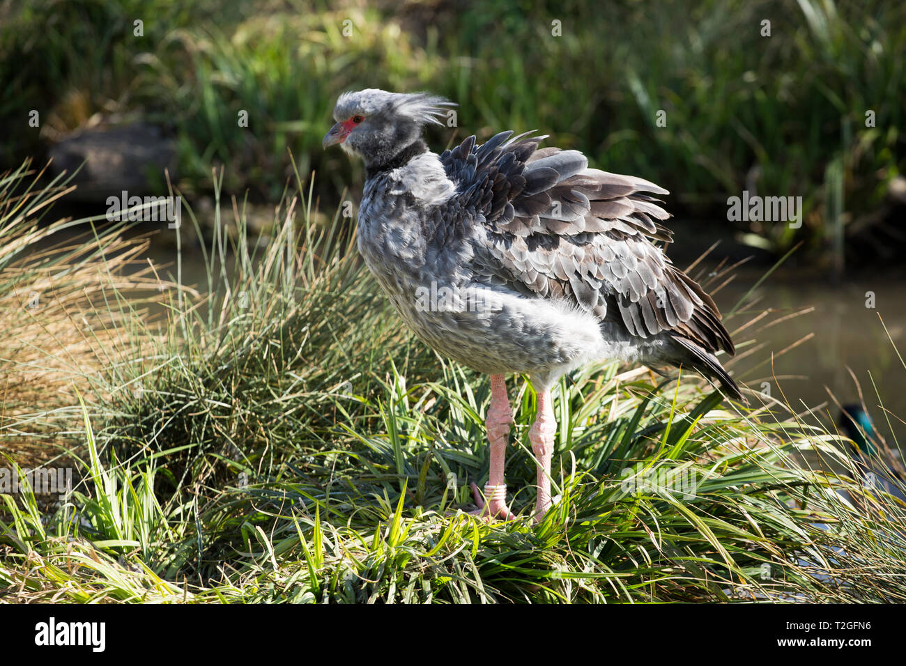 Crested Screamer a Slimbridge zone umide Foto Stock