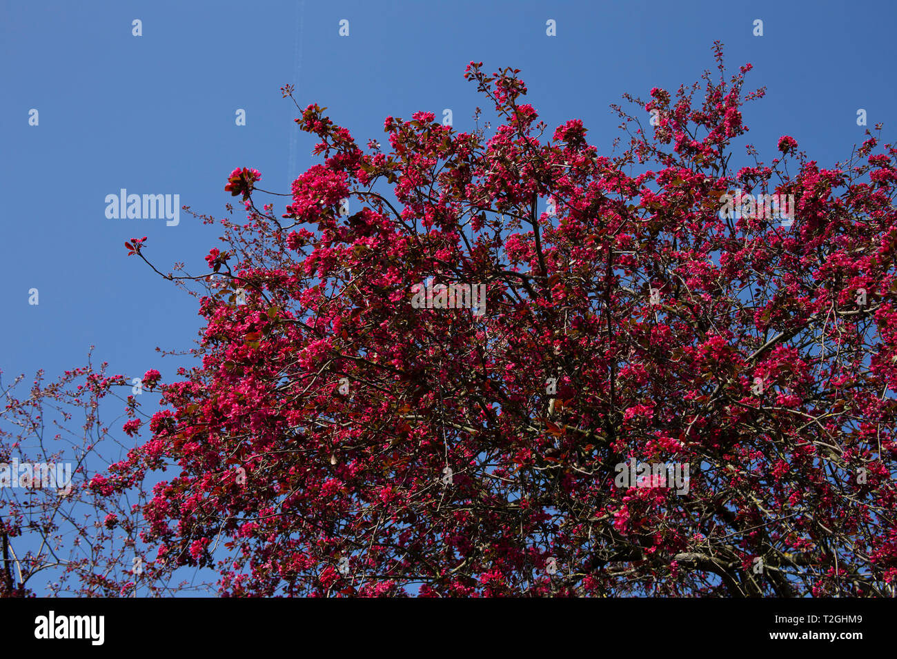 Deep pink cherry blossom contro un cielo blu Foto Stock