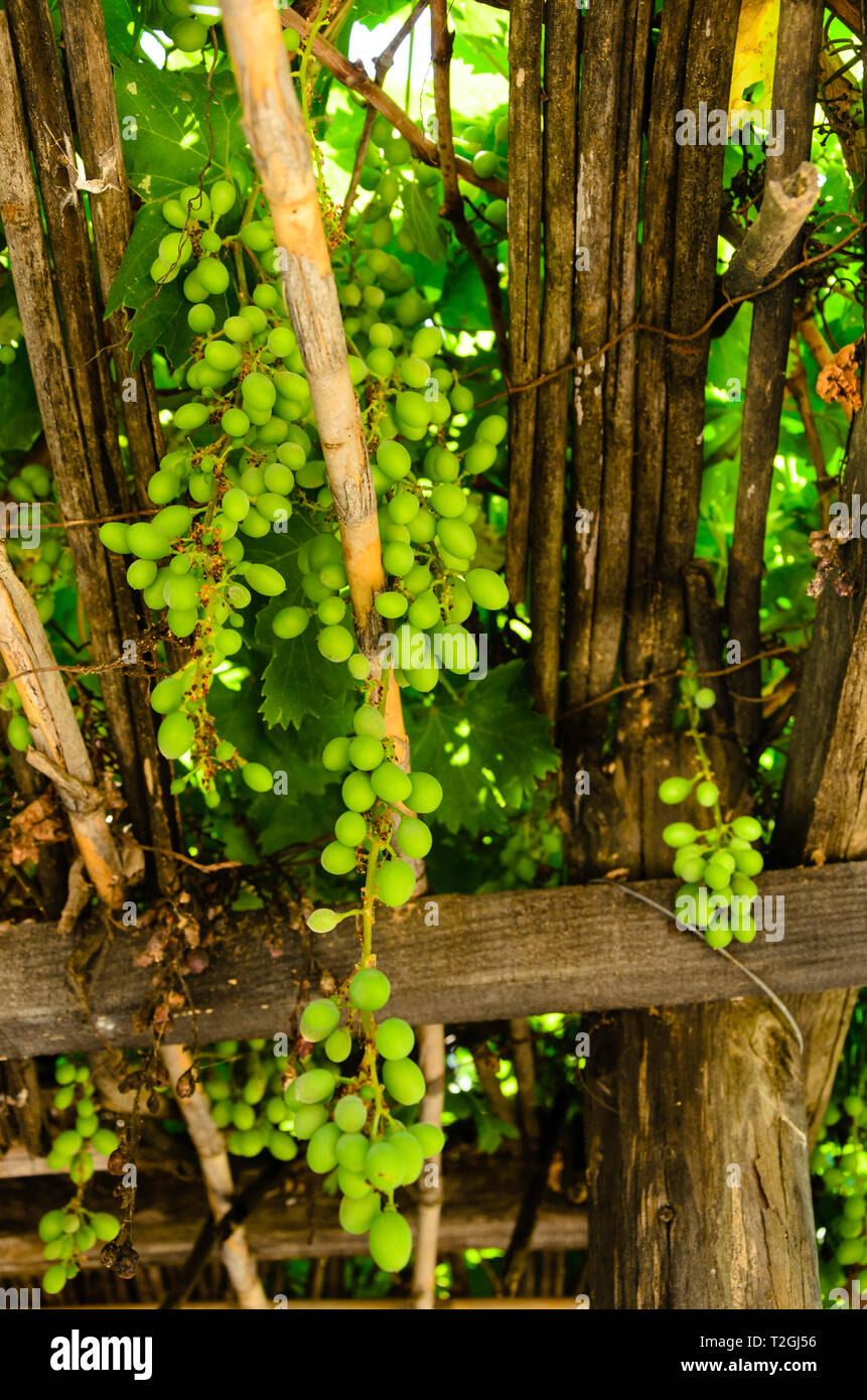 Sunny grappoli di uva sulla vigna Foto Stock