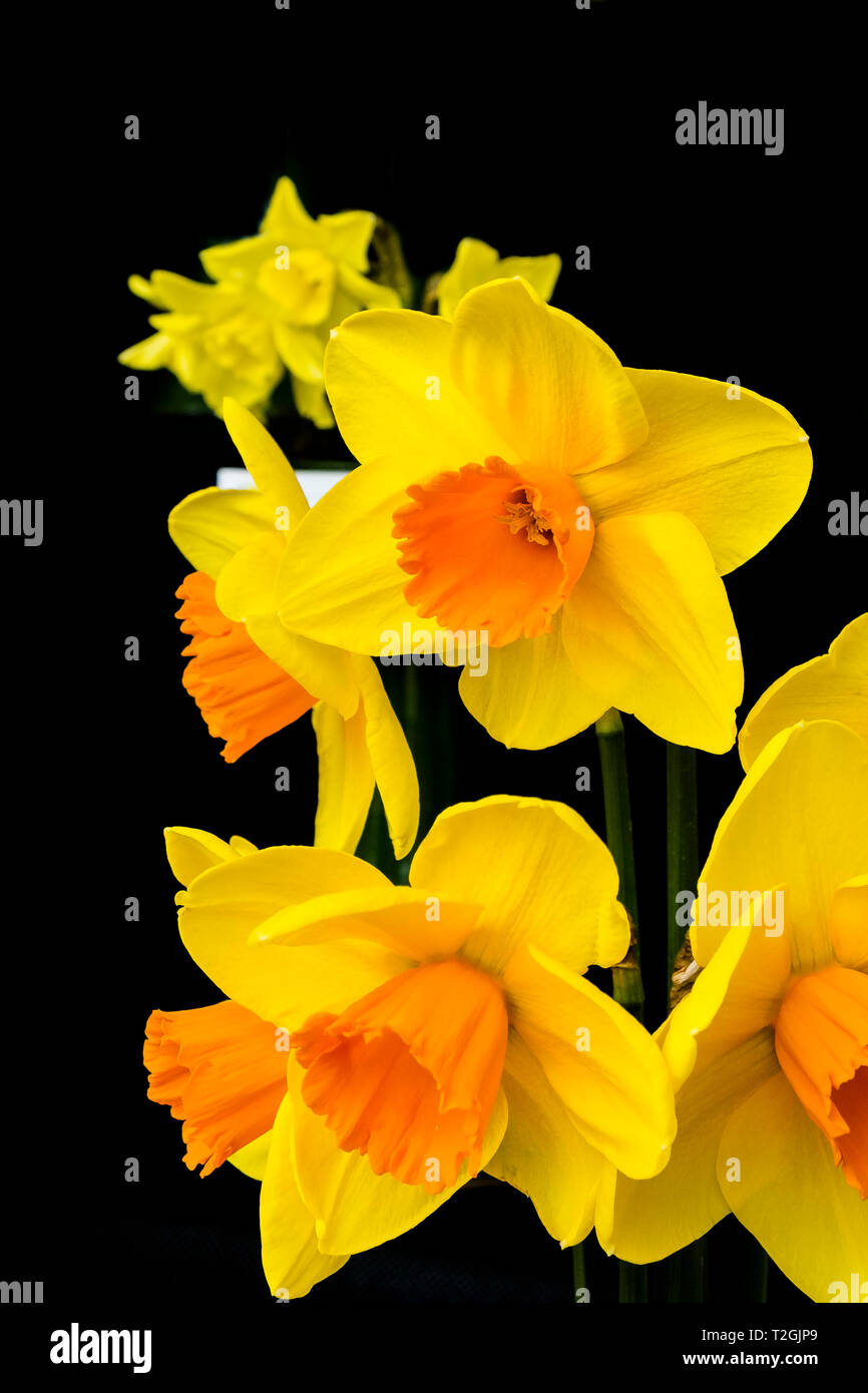 Giunchiglie, narcisi "fuoco celeste". Foto Stock