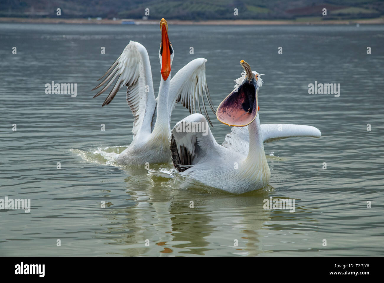 Pellicani dalmata il lago di Kerkini Foto Stock