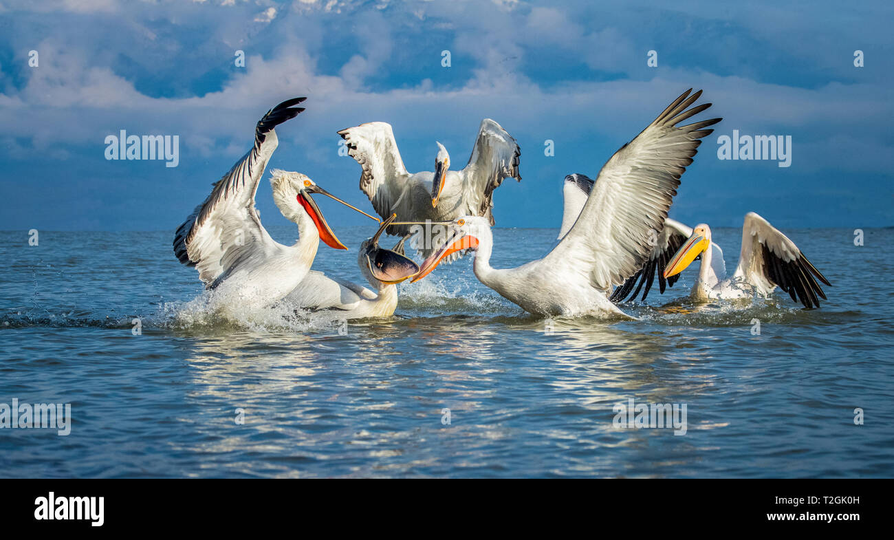Pellicani dalmata il lago di Kerkini Foto Stock